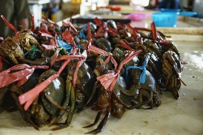 Selective focus on giant mud crab at market