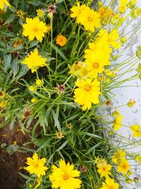 High angle view of yellow flowering plants on field