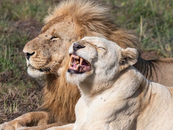 White lioness bearing teeth in the foreground with a male lion behind