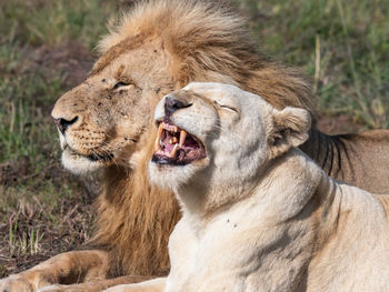 Lioness looking away