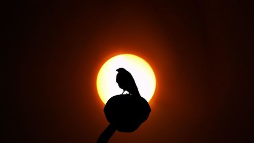 Close-up of silhouette man against orange sky