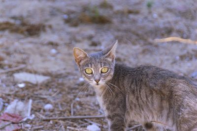 Portrait of tabby cat on field