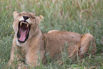Close-up of lion relaxing on grass