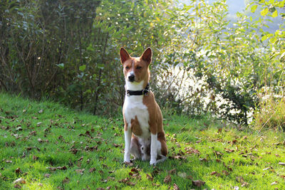 Portrait of dog sitting on field