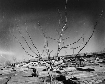Reflection of trees in water