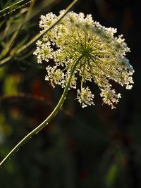 Close-up of flowering plant