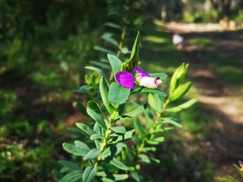 Close-up of purple flowering plant