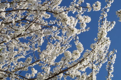 Low angle view of cherry blossom tree against clear sky