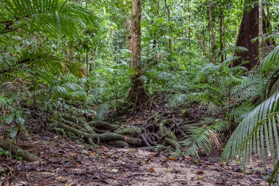 Trees in forest