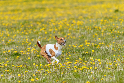 Basenji dog in