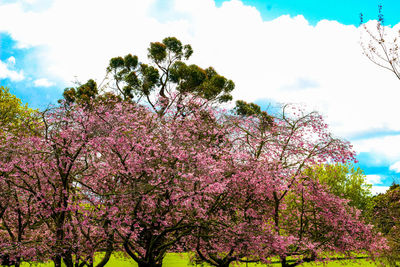 Low angle view of flower tree against sky