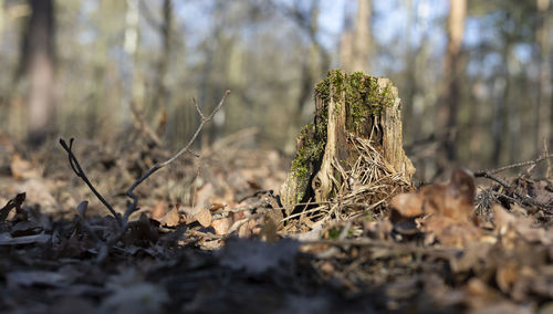 Close-up of dry leaves on field