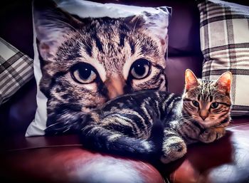 Close-up portrait of cat