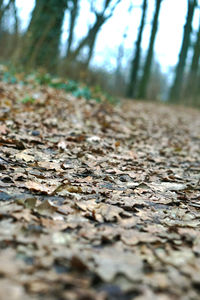 Surface level of autumn leaves