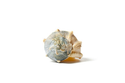 High angle view of shell on white background