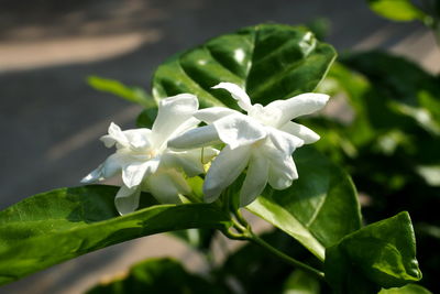 Close-up of white flowering plant