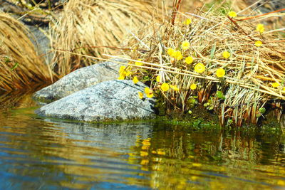 Close-up of yellow turtle in water