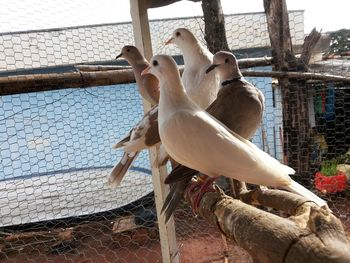 View of birds in cage