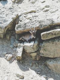High angle view of deer on rock