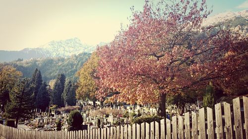 View of trees against mountain range