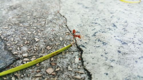 High angle view of ant on rock