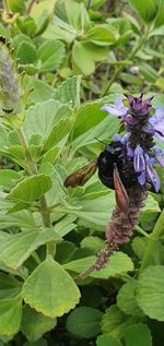 Close-up of butterfly pollinating on purple flower