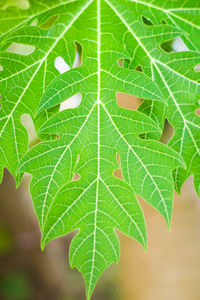 Close-up of green leaves