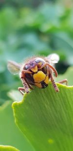 Close-up of bee pollinating on flower