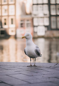 bird
