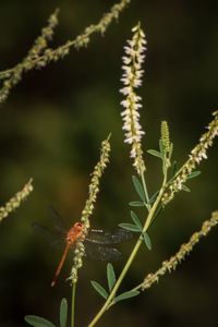 Close-up of insect on plant