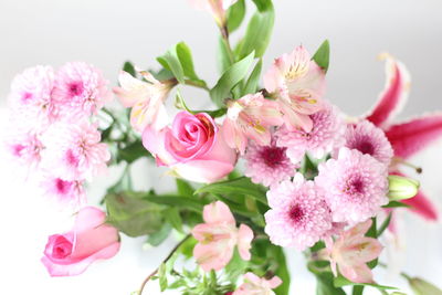 Close-up of pink flowers