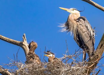 Gray heron perching on branch against clear blue sky
