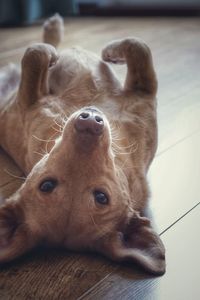 Close-up portrait of dog lying down