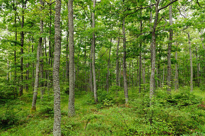 View of trees in forest