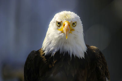 Close-up portrait of eagle against blurred background