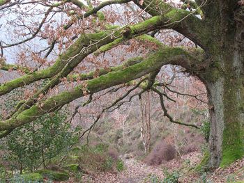 Low angle view of tree