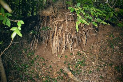 High angle view of tree with roots in forest