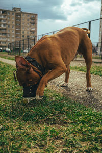 Dogs on field