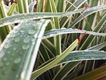 Close-up of wet plant