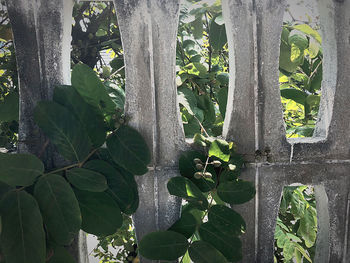 Close-up of ivy growing on tree trunk