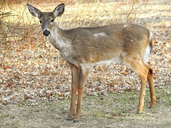 Deer standing on field