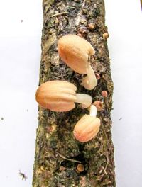 Close-up of mushrooms growing on tree trunk