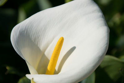 Close-up of white flower