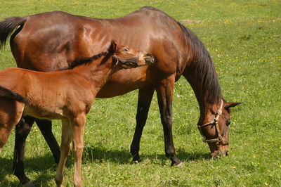 Horses grazing in a field