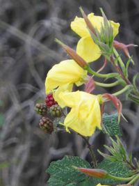 Close-up of yellow flower