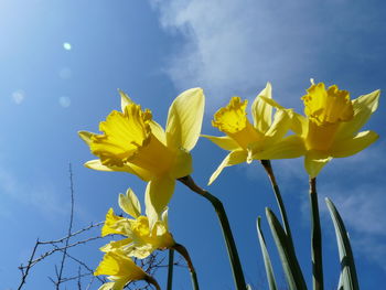 Low angle view of yellow flowering plant against blue sky