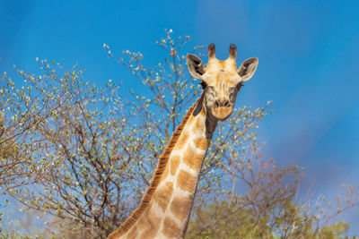 A giraffe closeup