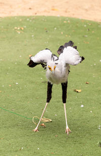 Bird flying on field