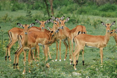 A herd of antelopes at crater lake game sanctuary, naivasha, kenya