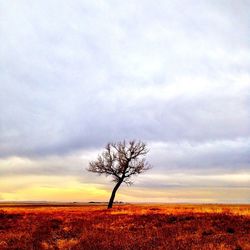 Bare trees on field against cloudy sky